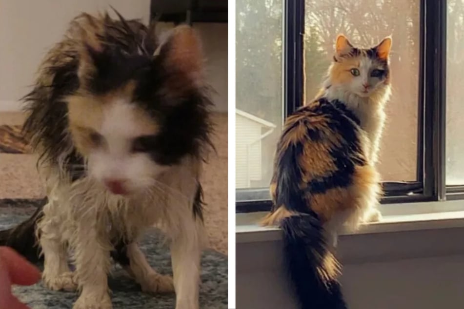 Das verwahrloste und fast tote Tier ist inzwischen eine bildhübsche Katze.