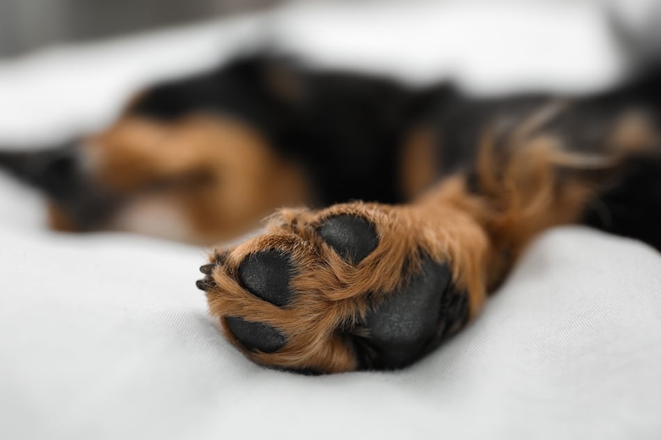 Damit auch große Hunde gesund schlafen können, ist das richtige Bett sehr wichtig.