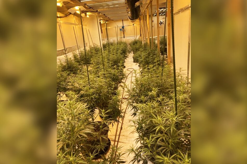 Rund 300 Cannabis-Pflanzen wurden am Donnerstag in einer Lagerhalle in Borken entdeckt.