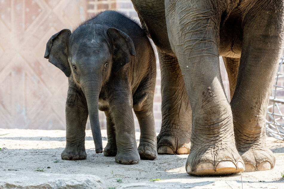 Das Elefanten-Mädchen Zaya kam am 29. April 2023 zur Welt.