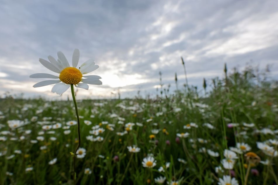 Am Wochenende verdichten sich in Nordrhein-Westfalen die Wolken. (Symbolbild)