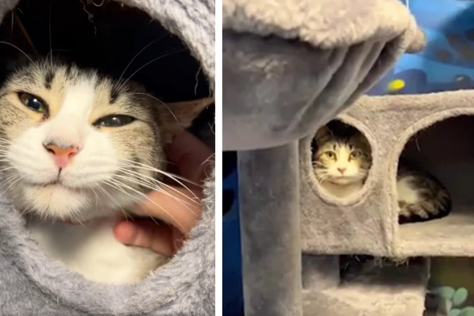 Die herzzerreißende Geschichte der kleinen Katze ging auf Facebook viral.