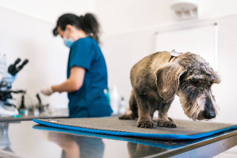 Dog neutering: Benefits, procedure, aftercare, and everything you should know