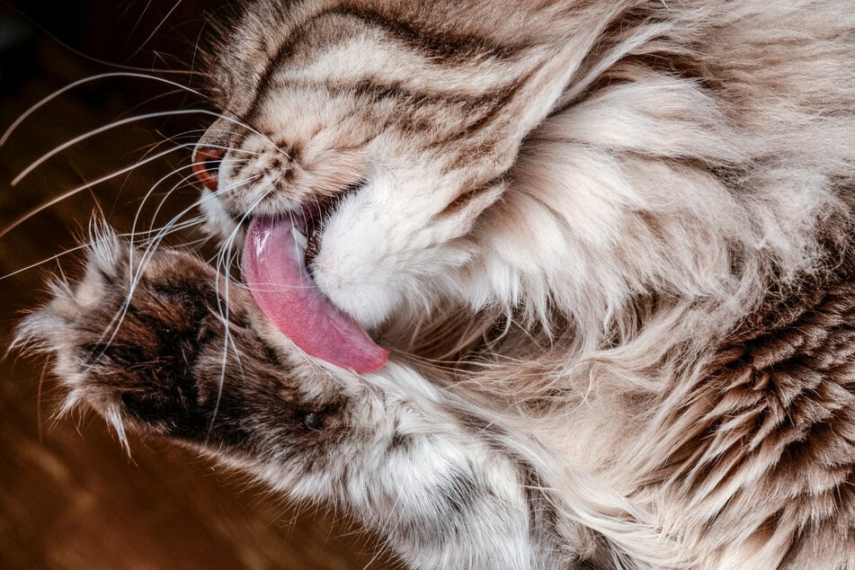 Der Fellwechsel kann für die Katze zu einer anstrengenden Phase werden.