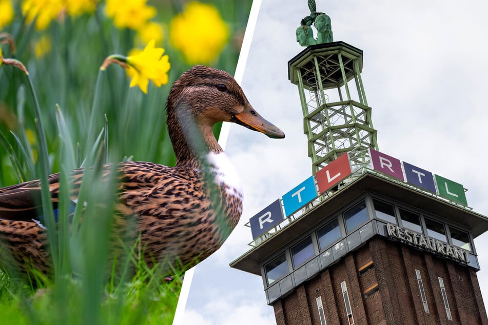 Enten-Alarm bei RTL! Vogelmama brütet im Sendezentrum - und Du kannst live dabei sein