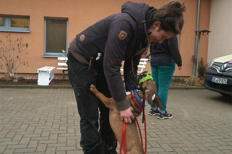 In Oskars Fall fragte das Tierheim die Hundetrainerin um Hilfe. Ihre Organisation hilft Hunden, die als unvermittelbar gelten.