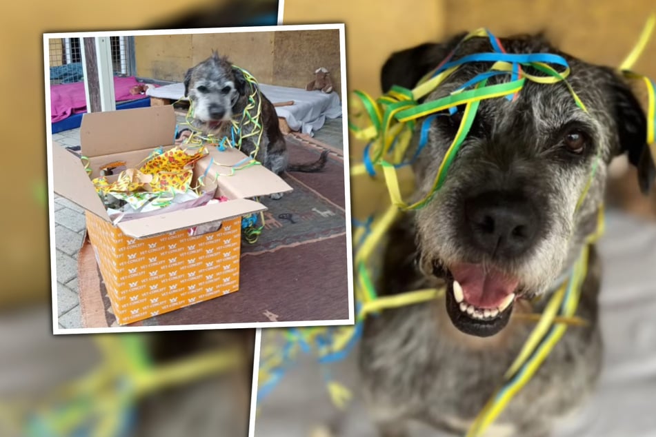 Ein weiterer Geburtstag im Tierheim: Wird Hagreds größter Wunsch in Erfüllung gehen?