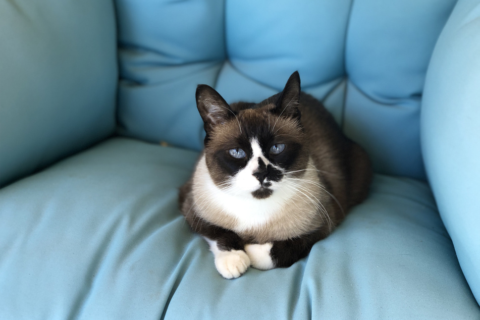 Snowshoe cats are named after their snow-white paws.