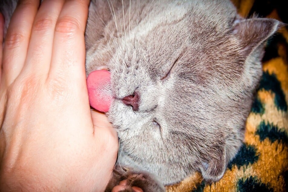 Your cat might be licking you to express affection to you or even just simply get your attention.
