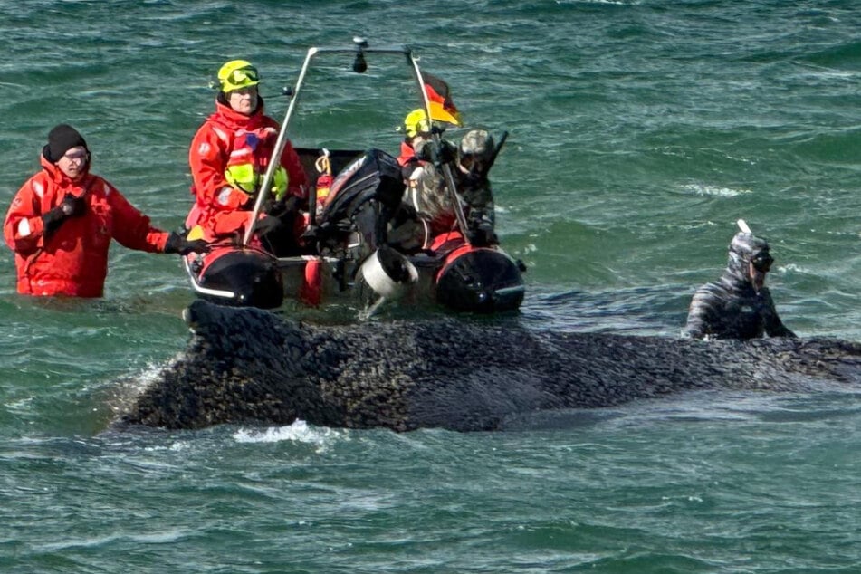 Gestrandeter Buckelwal in der Ostsee: Tier scheint sich befreien zu wollen