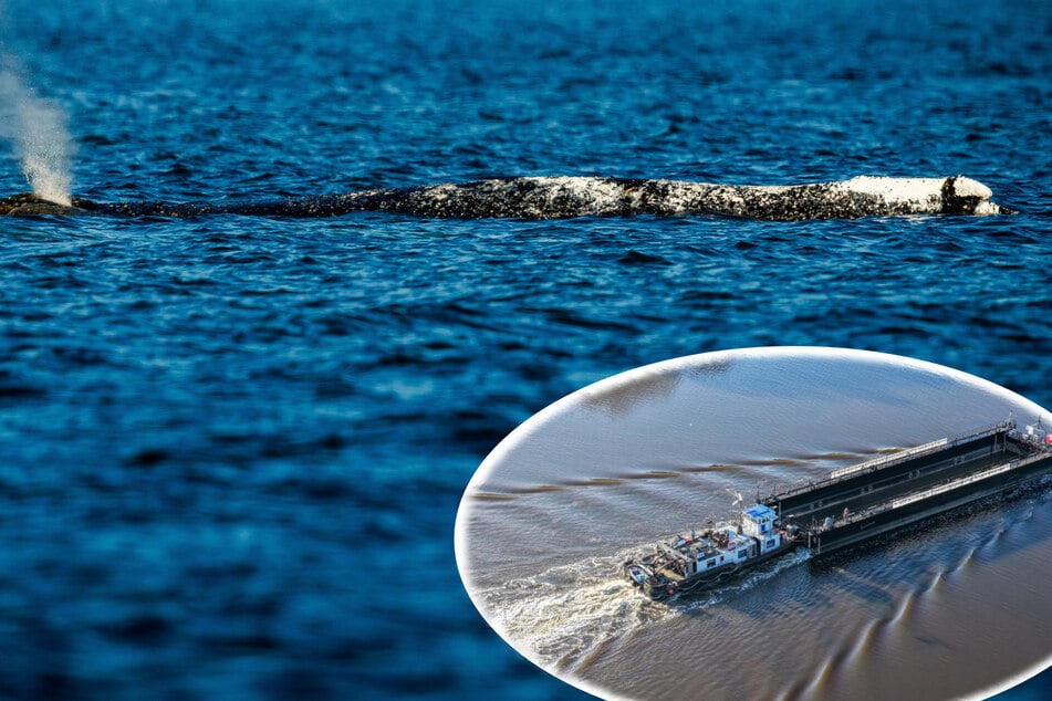 Barge auf dem Weg zu gestrandetem "Timmy": Verzögert sich die Rettung schon wieder?