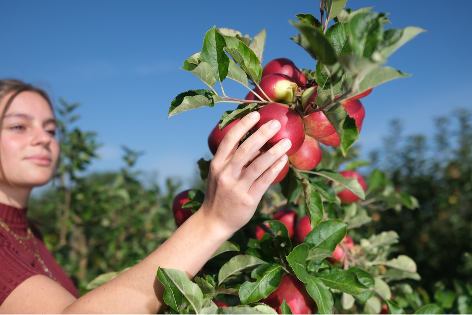 Mit einer Neukreation wollen Apfel-Züchter aus Sachsen das Obstregal erobern. (Symbolbild)