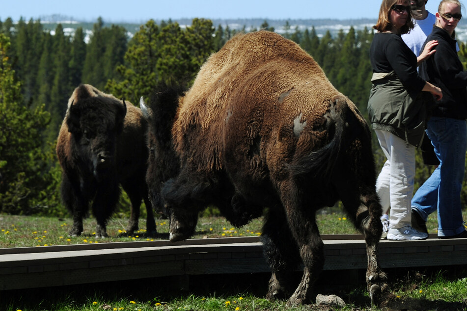 Bison charges and gores woman in Yellowstone National Park