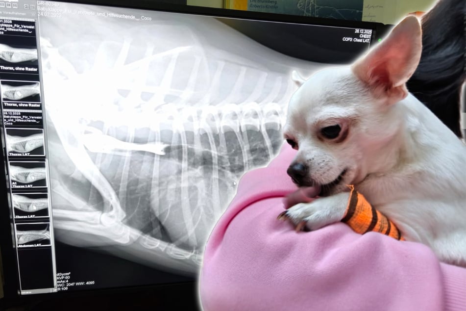 Große Sorge um Chihuahua Coco: Plötzlich droht der Kleine zu ersticken