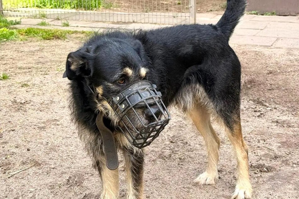 Zukünftige Halter sollten Erfahrung mitbringen.