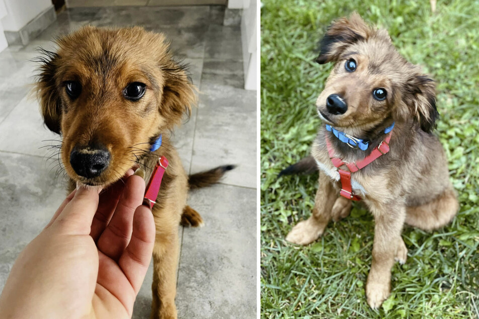 Der drei Monate alte Hunde-Welpe "Muffin" wurde von seiner Besitzerin (90) immer wieder geschlagen.