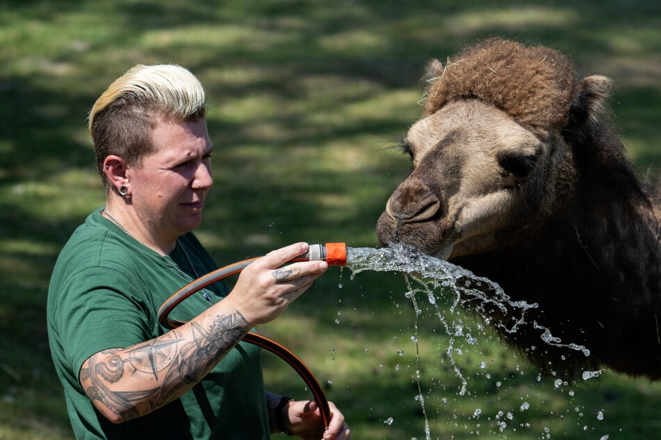 Eine Tierpflegerin im Opel-Zoo Kronberg verschafft einem Dromedar Abkühlung mit dem Wasserschlauch.