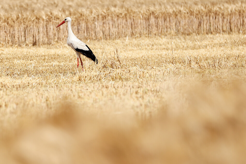 Ein Storch auf einem Feld bei Leipzig. Die Trockenheit wirkt sich auch auf die Nahrungsquellen der Vögel aus. (Archivbild)
