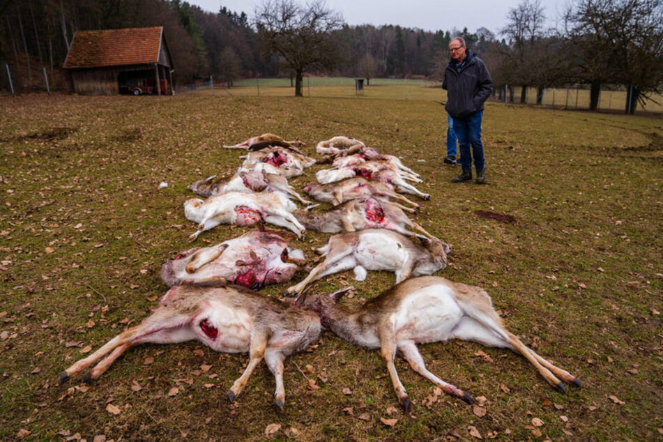 Der Besitzer des Wildgeheges, Hans Ertel, steht neben 18 gerissenen Stück Damwild. Die Tiere, von denen 13 trächtig waren, kamen aller Wahrscheinlichkeit nach bei einem Wolfsangriff zu Tode.