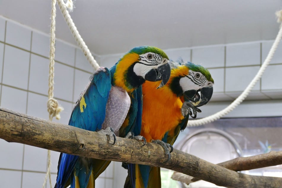 Die beiden Aras Roy (r.) und Ria suchen ein gemeinsames Zuhause.