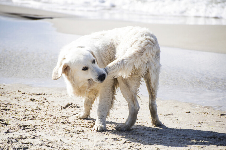 Dogs love to chase their tails, and it's usually a completely harmless habit.