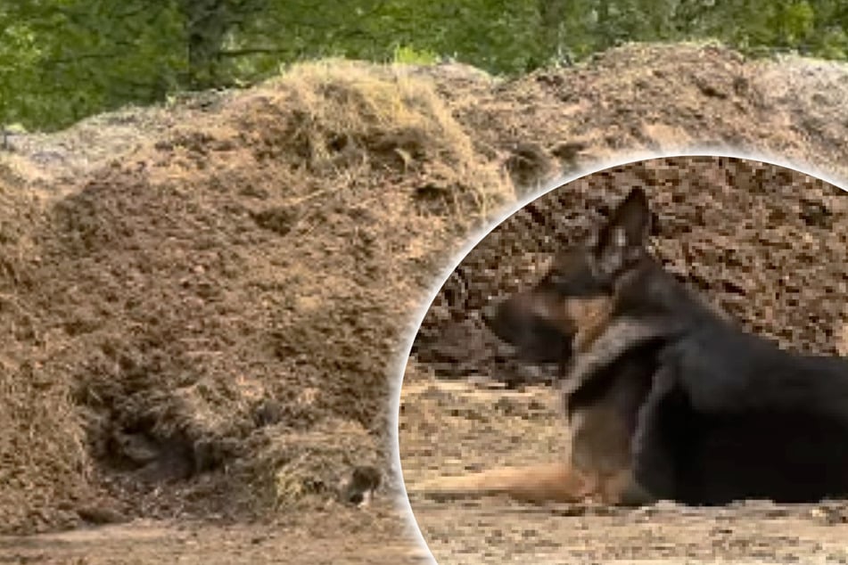Schäferhund bewacht plötzlich Misthaufen: Was Frauchen dort findet, bringt ihr Herz zum Hüpfen