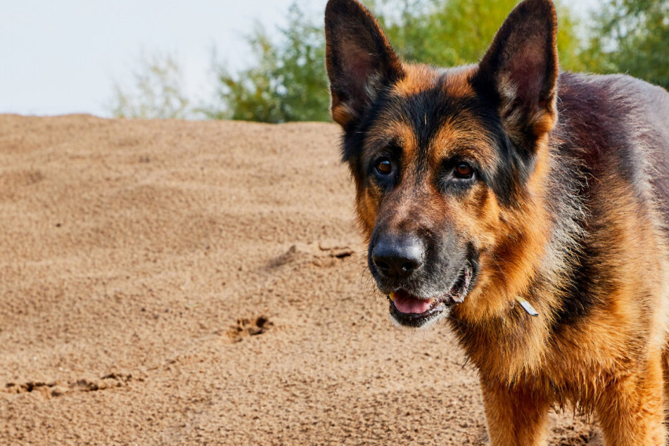 Mann aus Eritrea vermisst seinen Schäferhund, dann entdeckt er eine bitterböse Nachricht