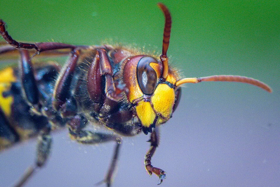 Von Wespen und oft auch Hornissen fehlt diesen Sommer jede Spur. Als Grund wird ein zu nasses Frühjahr vermutet.