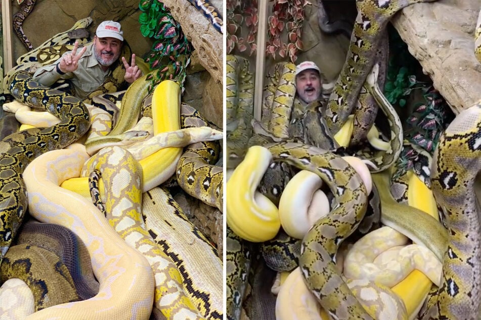 Sweet or scary? This zookeeper's viral cuddle time will make you shiver