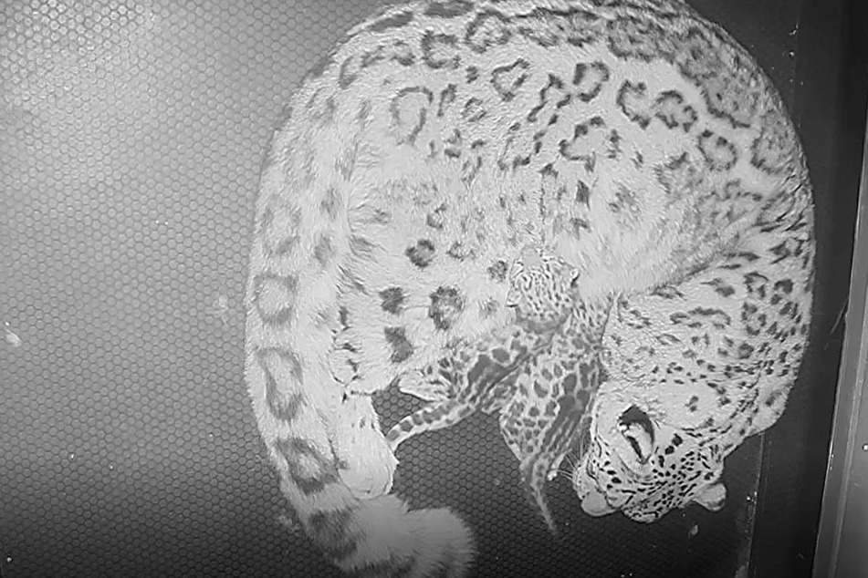 Chandra kümmert sich in der Mutterstube rührend um ihre beiden Babys.