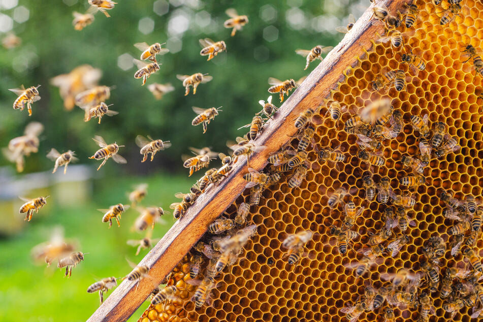 Diebstahl vom Friedhof: Täter lassen Bienenstämme mitgehen
