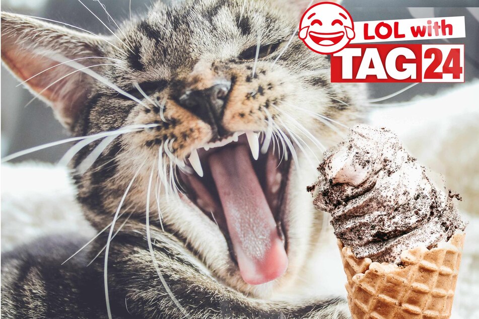 How many licks does it take to devour today's Joke of the Day?