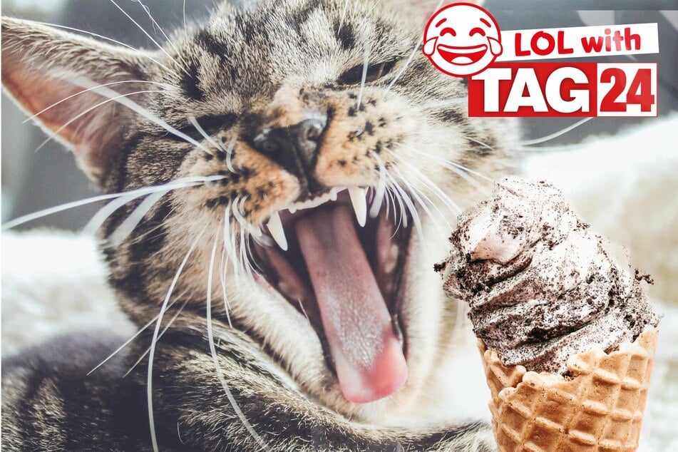 How many licks does it take to devour today's Joke of the Day?