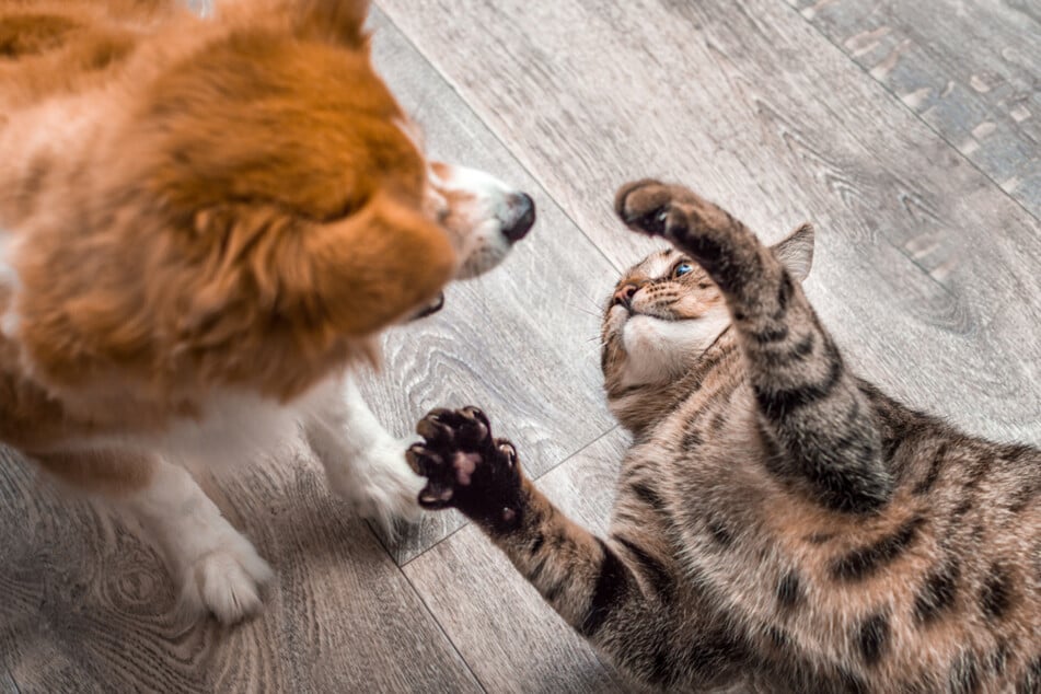 The video of an enthusiastic cat who saw her favorite dog again quickly went viral (stock image).