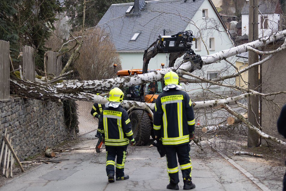 Rumms, da lag ein Baum auf der Annenstraße in Annaberg-Buchholz! Die Feuerwehr beseitigte die Birke.