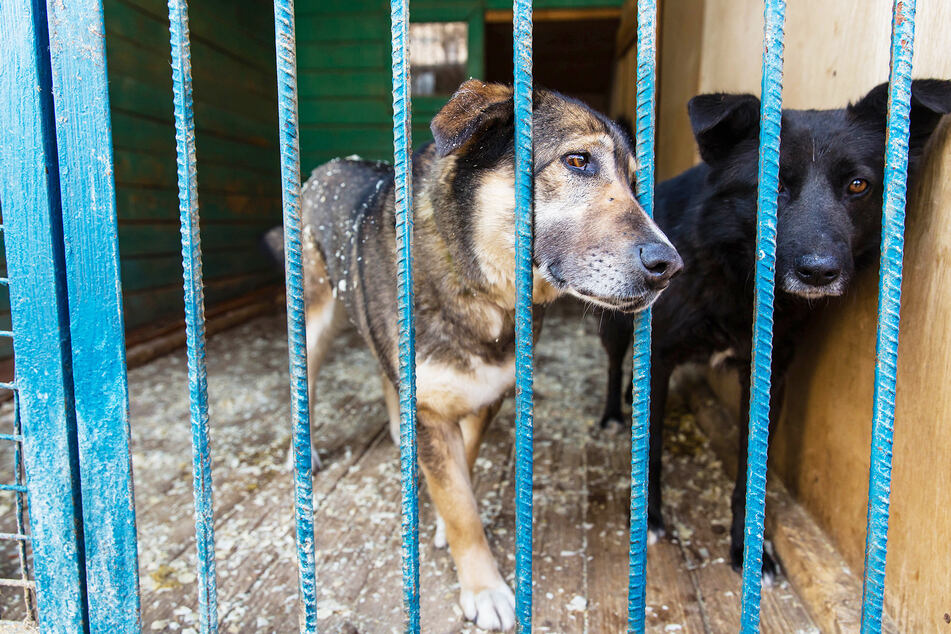 Auf engstem Raum hielt ein Österreicher mehrere Hunde und Katzen. (Symbolbild)