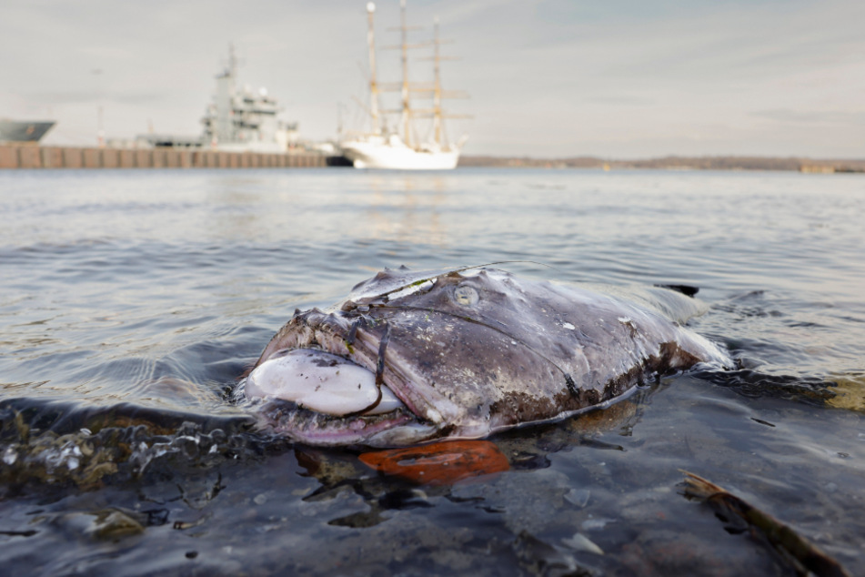 Am Freitag ist in der Kieler Bucht ein toter Anglerfisch oder Seeteufel entdeckt worden. Die Tiere kommen dort normalerweise nicht vor.