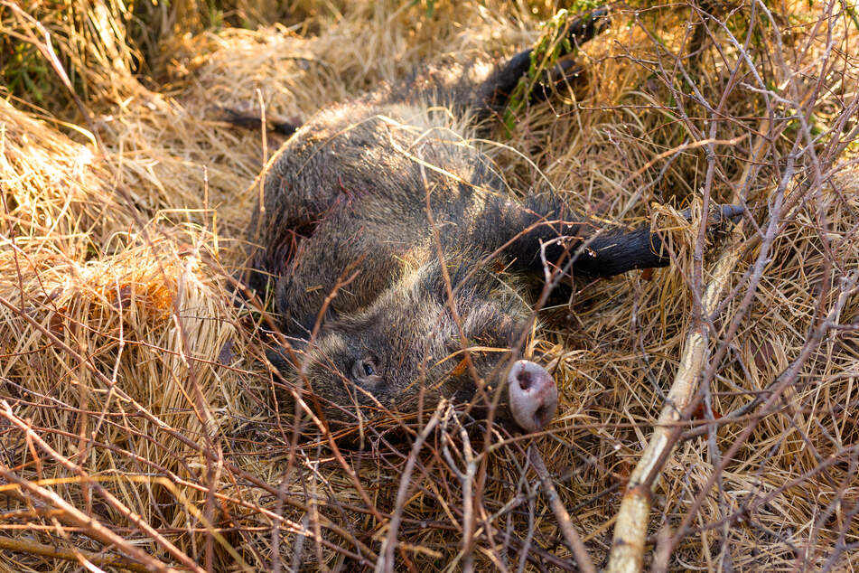 Die Afrikanische Schweinepest ist eine Virusinfektion, die ausschließlich Wildschweine und Hausschweine betrifft und fast immer tödlich verläuft.