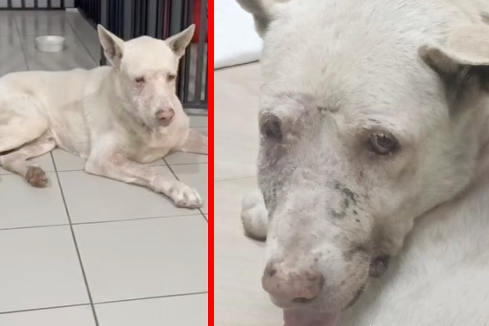 Thanks to donations from Instagram users, the injured dog could be treated.