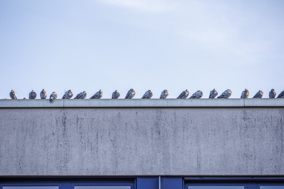 Am Amalie-Dietrich-Platz versammeln sich viele Stadttauben in der Hoffnung auf etwas zum Fressen.