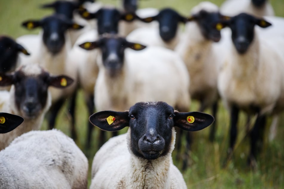 Das Rhönschaf ist auf der Roten Liste bedrohter bzw. gefährdeter Nutztierrassen in Thüringen. (Symbolfoto)