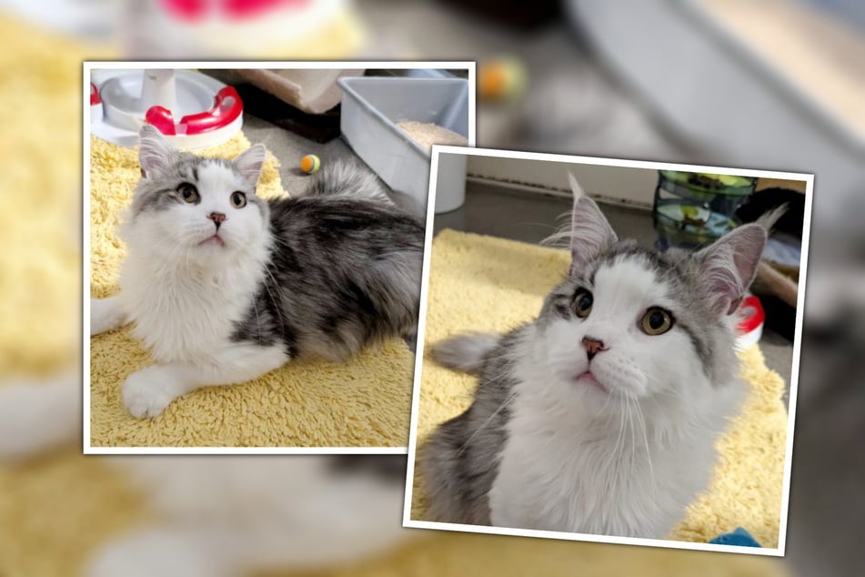 Der sieben Jahre alte Kater kann es kaum erwarten, in seinem neuen Zuhause endlich zu kuscheln und zu toben.