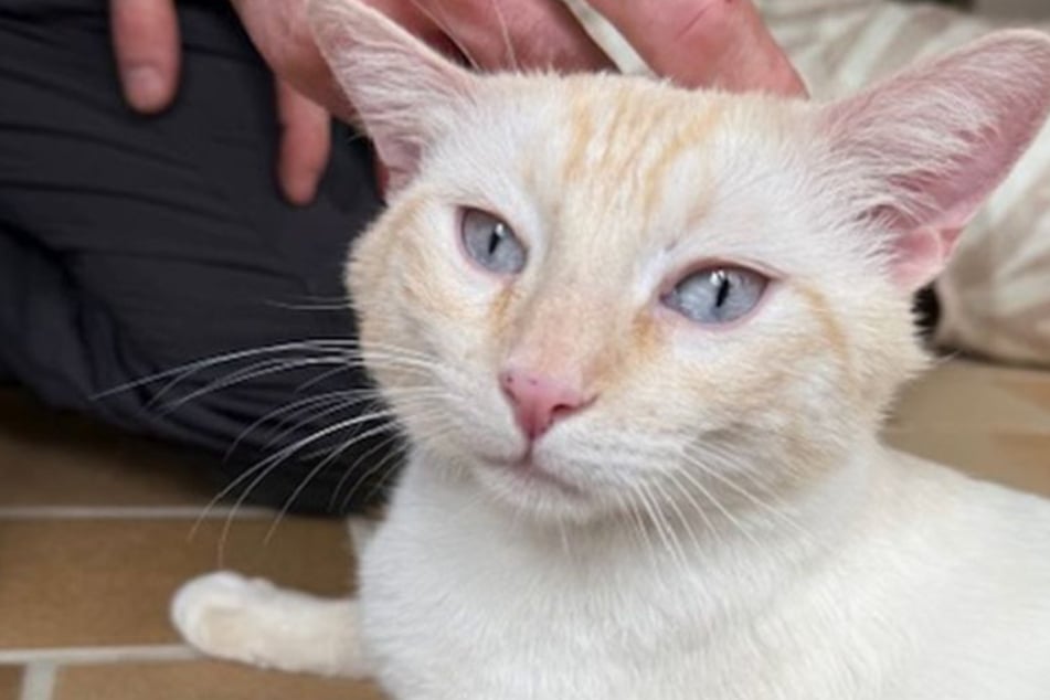 Das Tierheim Köln-Dellbrück sucht ein neues Zuhause für Kater Nikolai.