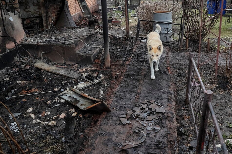 A dog walks near a destroyed house, amid Russia's invasion of Ukraine, in the village of Kozarovychi, in Kyiv region, Ukraine April 2, 2022.
