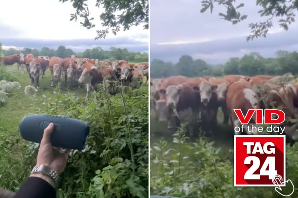 This man lured a bunch of cows with the help of some jazz music!