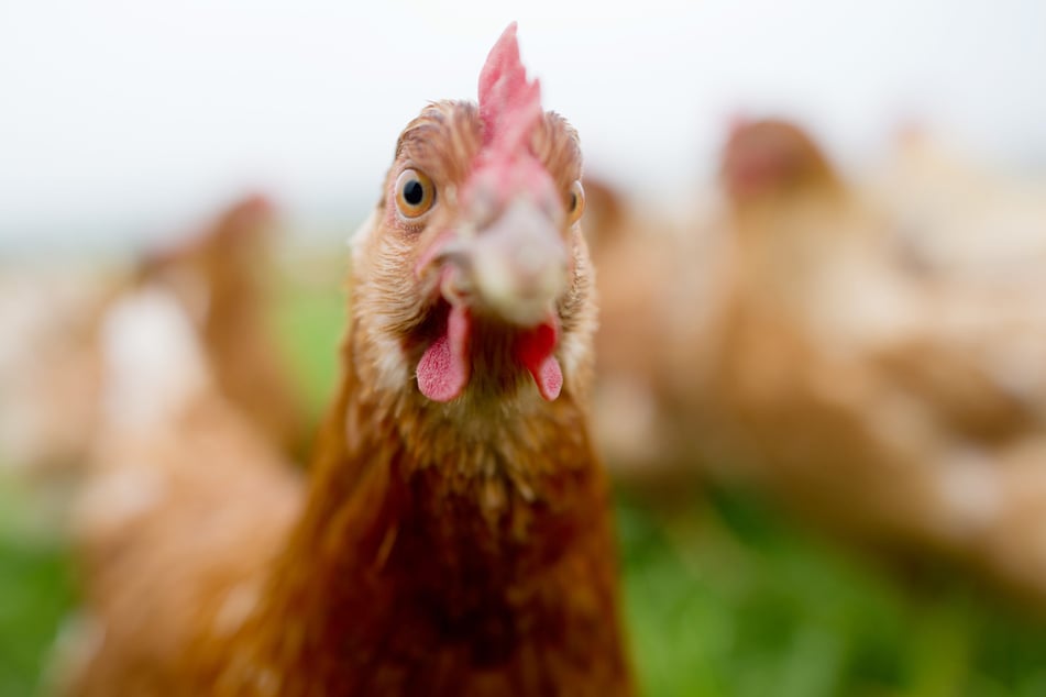 Im Tierpark wurden zwei Hühner tot aufgefunden. (Symbolbild)