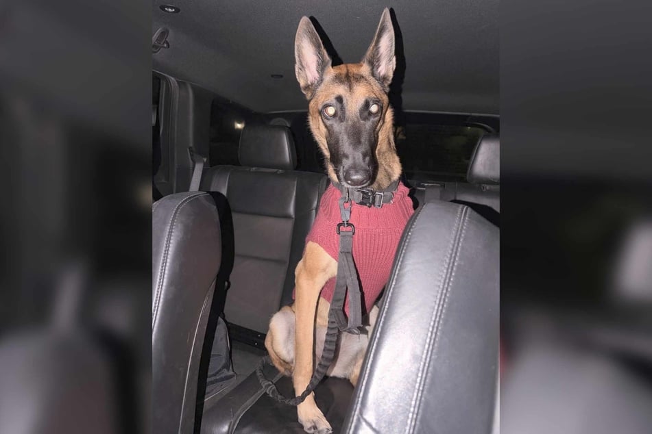 Paige then posted another picture of her dog in the outfit and wrote, "She appreciates the support everybody lol."