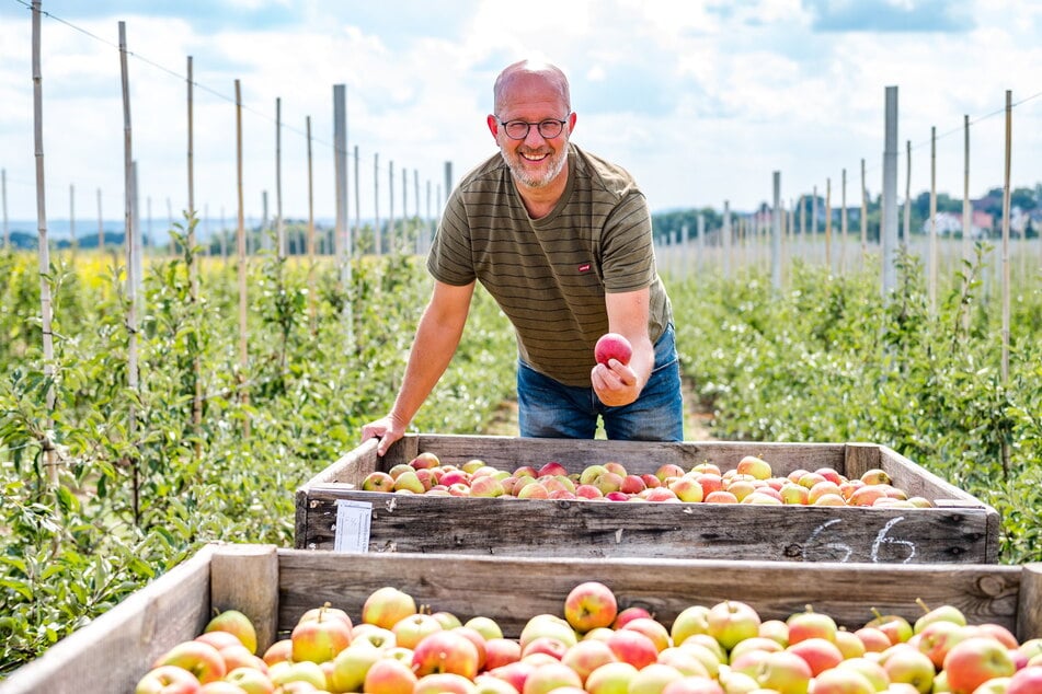 Muss nicht in den sauren Apfel beißen: Erik Buitenhuis (49) von der Obstland Dürrweitzschen AG.