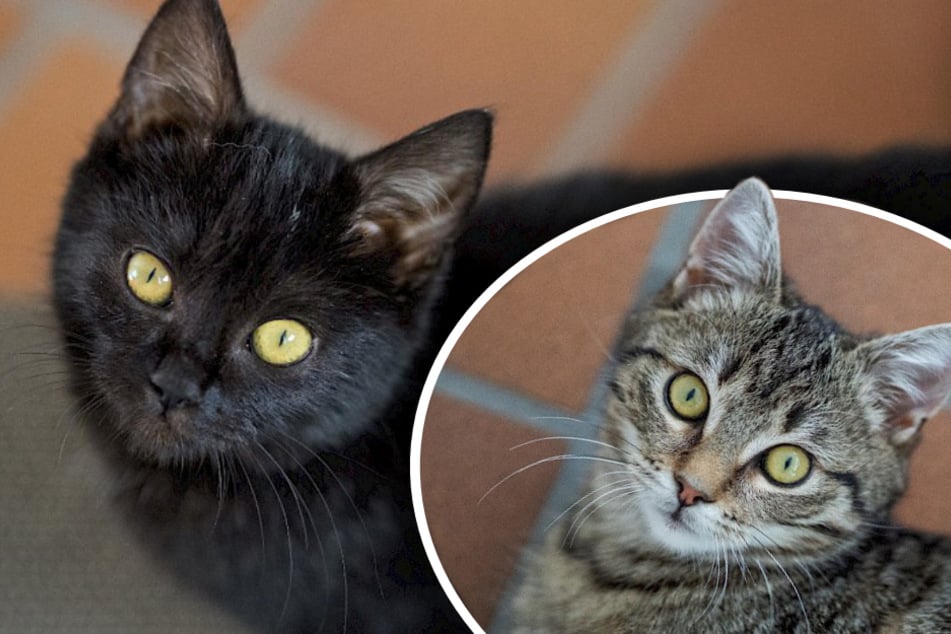 Los gatitos jóvenes anhelan un hogar lleno de cariño: son verdaderas mascotas de mimos.