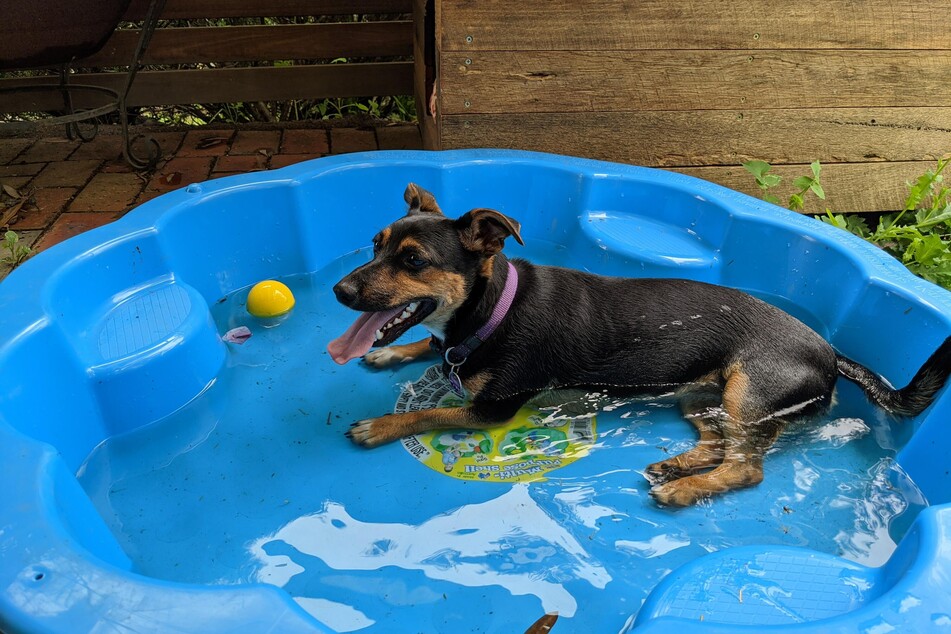 Wenn Hunde lange und mit zu großer Anstrengung im Wasser spielen, könnten sie eine Wasserrute bekommen.